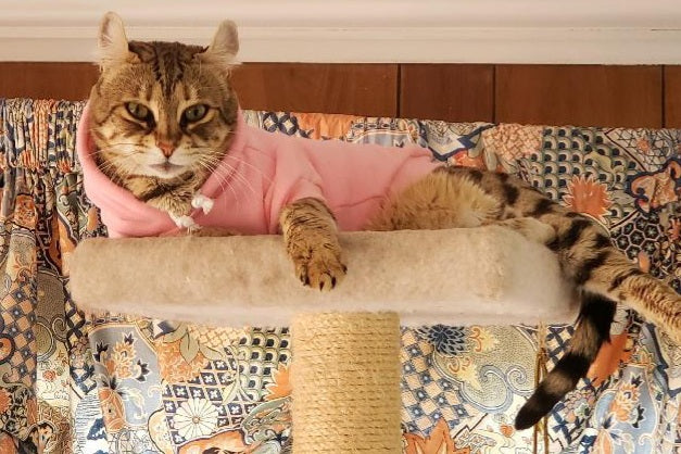 Pet Hoodies